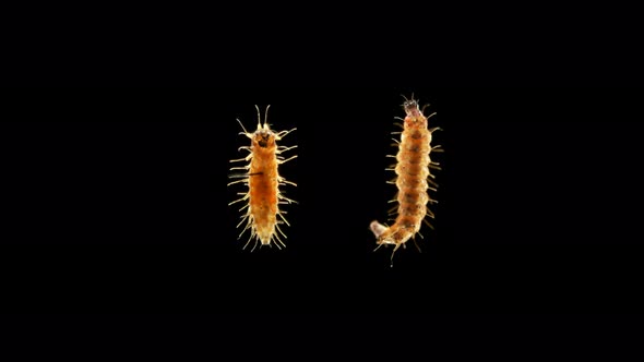 Insect Larva Caterpillar Under the Microscope