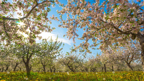 Blossoming Apple Orchard