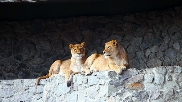 Female Lions Looking Out