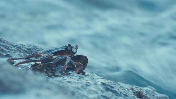 Crab On The Rock At The Beach