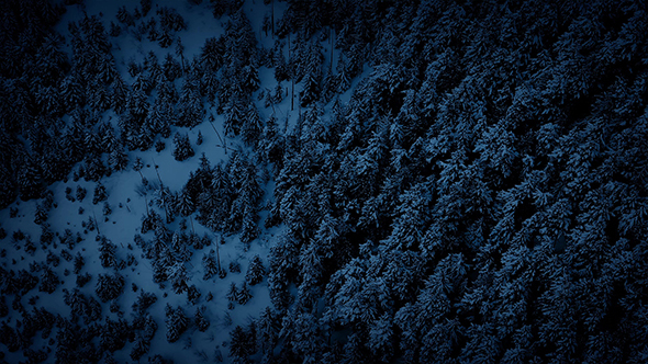 Aerial Above Winter Forest At Night alt