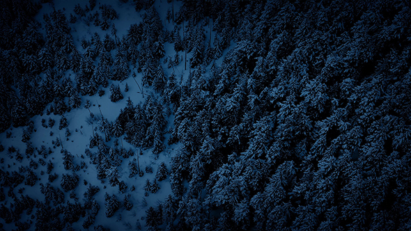Aerial Above Winter Forest At Night