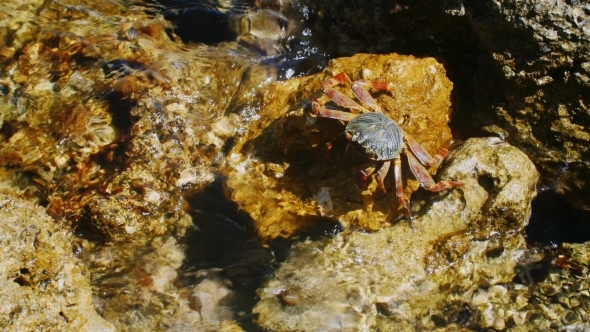 Great Crab Crawling On The Rocks, There Is Something Claws