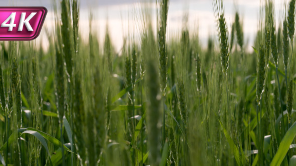 Ripening Ears of Grain alt