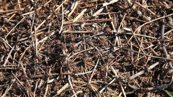 Ants On An Anthill