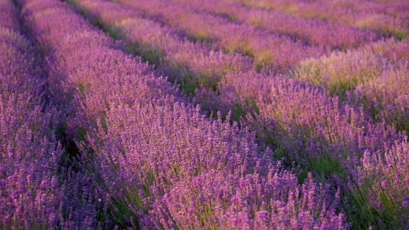 Lavender Swaying In The Wind