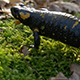 Salamander - VideoHive Item for Sale