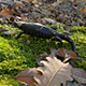 Salamander 2 - VideoHive Item for Sale
