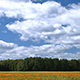 Clouds Cross the Sky over Field with a Flowers  - VideoHive Item for Sale