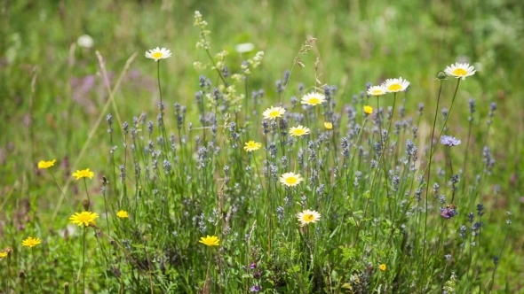 Wildflowers In The Wind