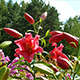 Red Flowers on the Sunny Meadow - VideoHive Item for Sale