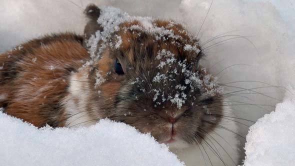 Rabbit Digs into Snow