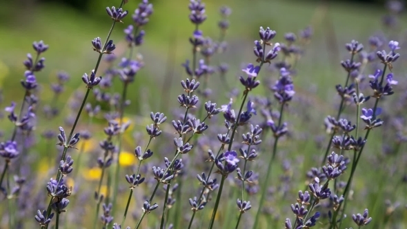 Flowering Sprigs Of Lavender 