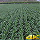 Flying over Cornfield garden - VideoHive Item for Sale