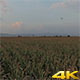 Flying over Cornfield - VideoHive Item for Sale