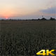 Cornfield and Sunset - VideoHive Item for Sale