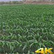 Green Cornfield - VideoHive Item for Sale