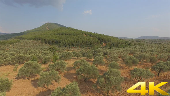 Olive Trees at the Edge of the Hill