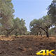 Olive Trees - VideoHive Item for Sale