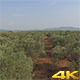 Flying Above Olive Trees - VideoHive Item for Sale