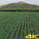Flying over Cornfield - VideoHive Item for Sale