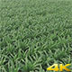 Green Cornfield - VideoHive Item for Sale