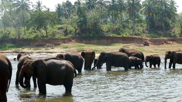 Herd Of Wild Elephants