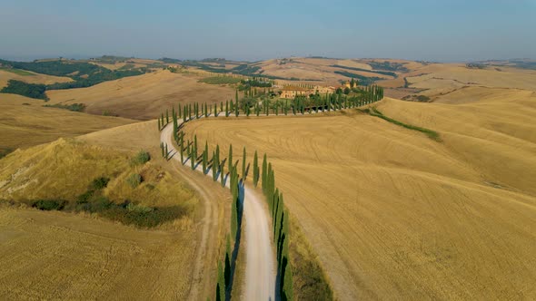 Tuscany Landscape with Grain Fields Cypress Trees on the Hills at Sunset