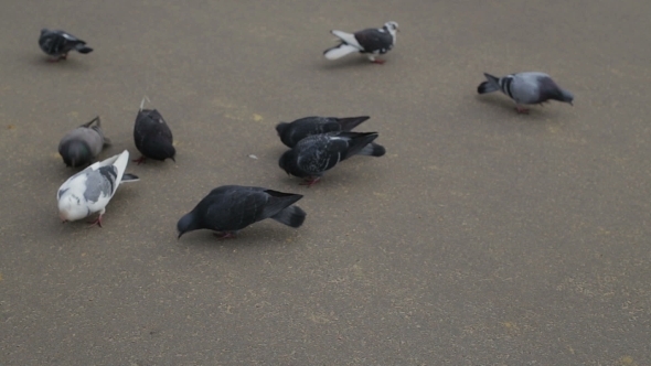 Pigeons Eating Crumbs In The Park