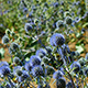 Blue Flowers on the Meadow - VideoHive Item for Sale