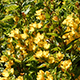 Yellow Flowers on the Meadow - VideoHive Item for Sale
