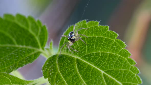 Cute Little Jumping Spider with Striped Bright Body Looking at Camera