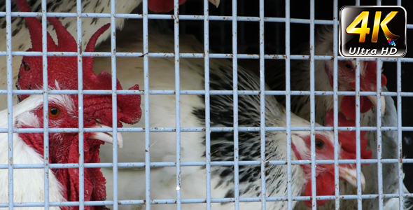 Group of Chicken in Metal Cage 5