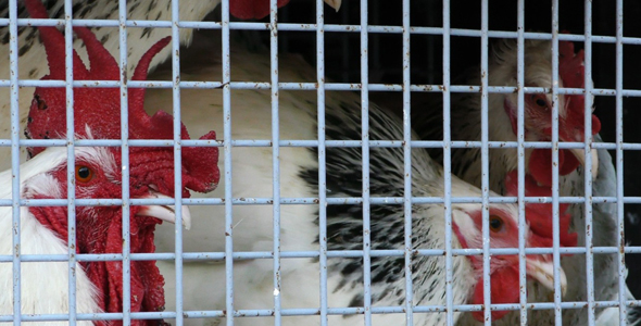 Group of Chicken in Metal Cage 5