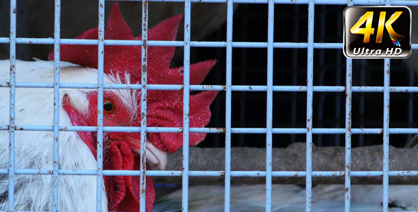 Group of Chicken in Metal Cage 1