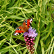 European Peacock Butterfly Aglais Io on the Purple Flower in the Meadow - VideoHive Item for Sale