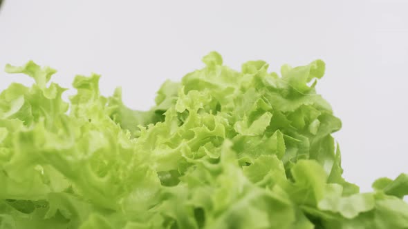 Green oak fresh lettuce planted in the Hydroponics style is beautifully placed and slowly rotating.