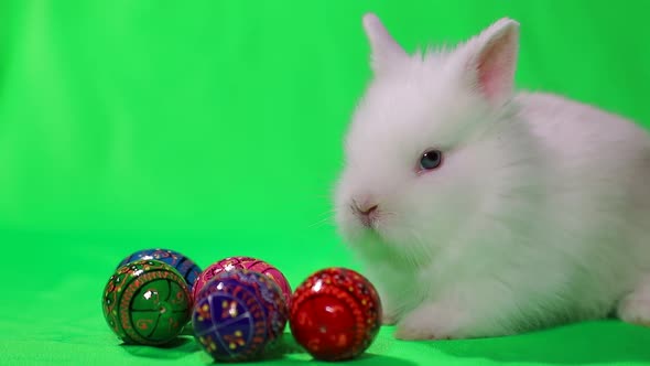 White rabbit on a green background, dirty Bunny