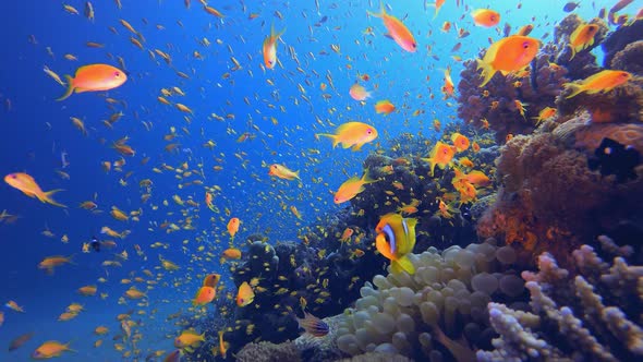 Coral Garden Clownfish