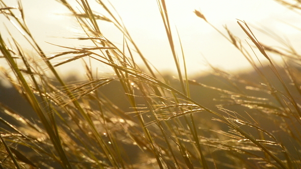 Ears Moving Wind at Sunset