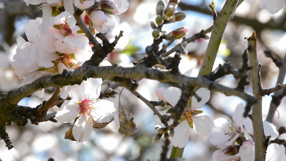Almond Blossom Flower in Branch