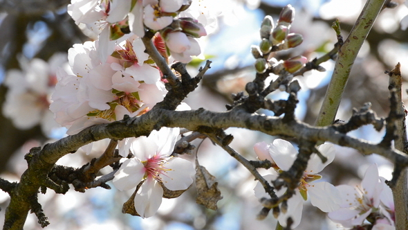 Almond Flower in Branch