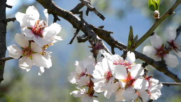 Flower Almond in Branch of Tree