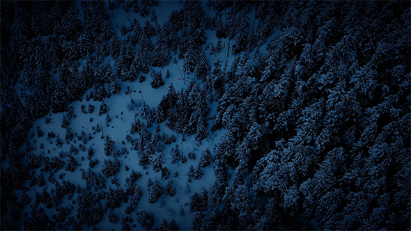 Aerial View Moving Above Winter Forest At Night