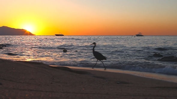 Black Heron On The Shore Of The Red Sea