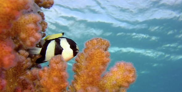 Colorful Tropical Coral Reef with Blue Water Background