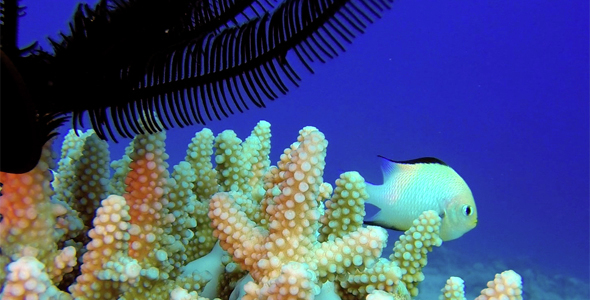 Underwater Beautiful Hard Coral and Feather Star