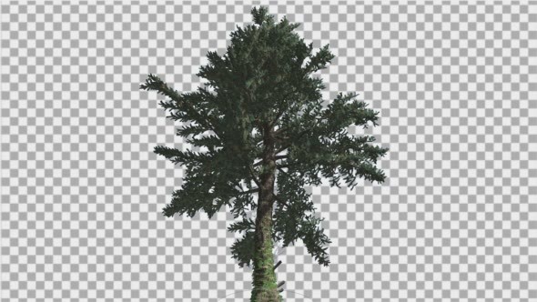 White Fir Abies Concolor Down up Coniferous alt