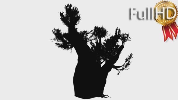 Bristlecone Pine Thick Trunk Coniferous Tree alt