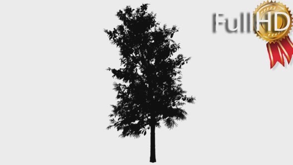 Sourwood Sorrel Tree in Spring Silhouette alt